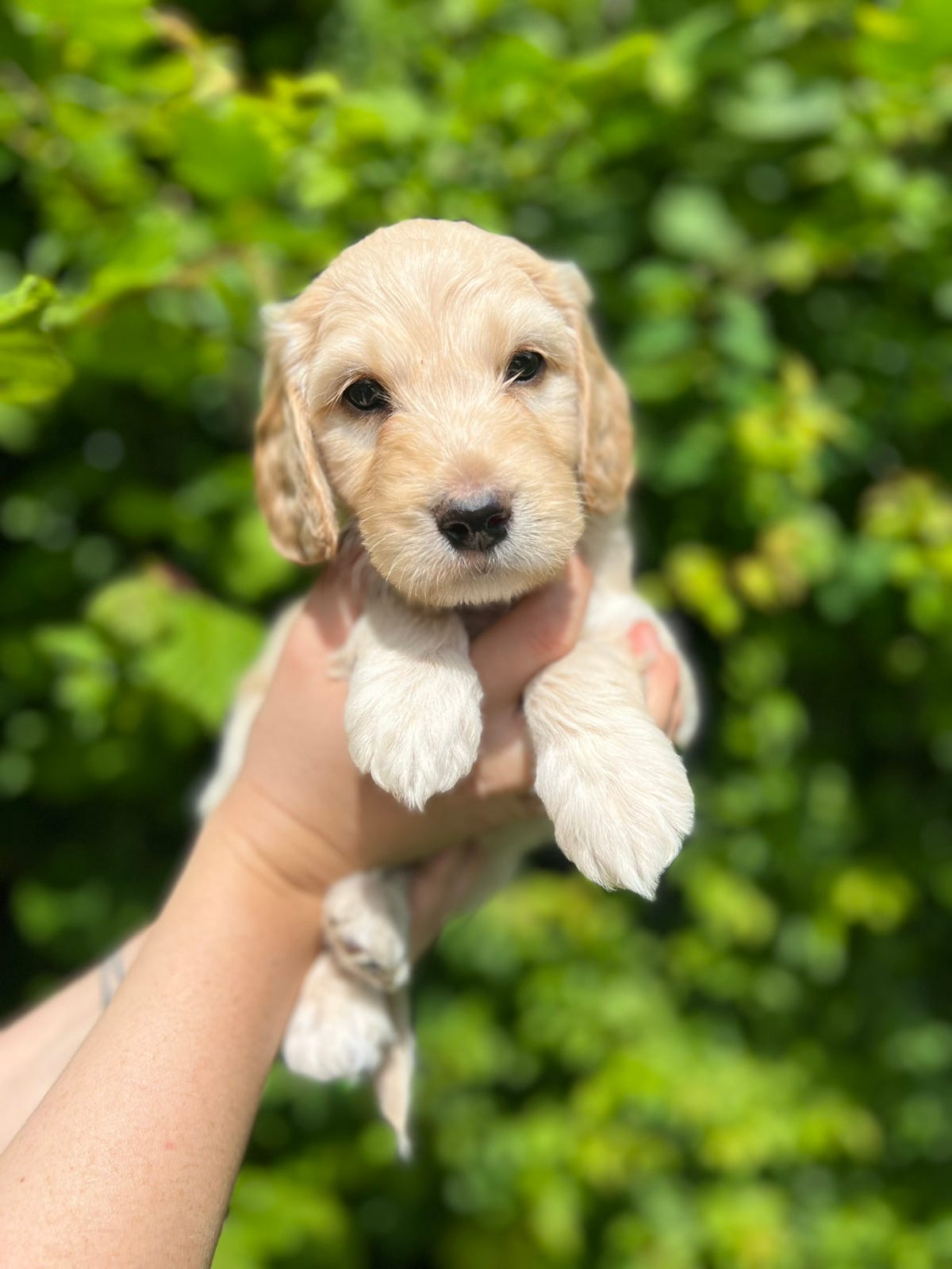 Cocker Spaniel sælges i Nykøbing F