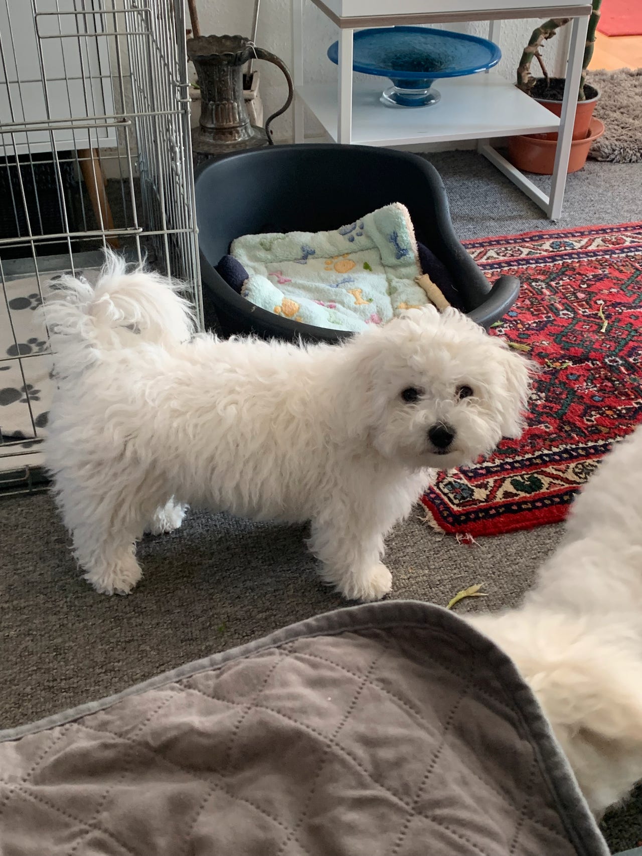 Bichon Frisé