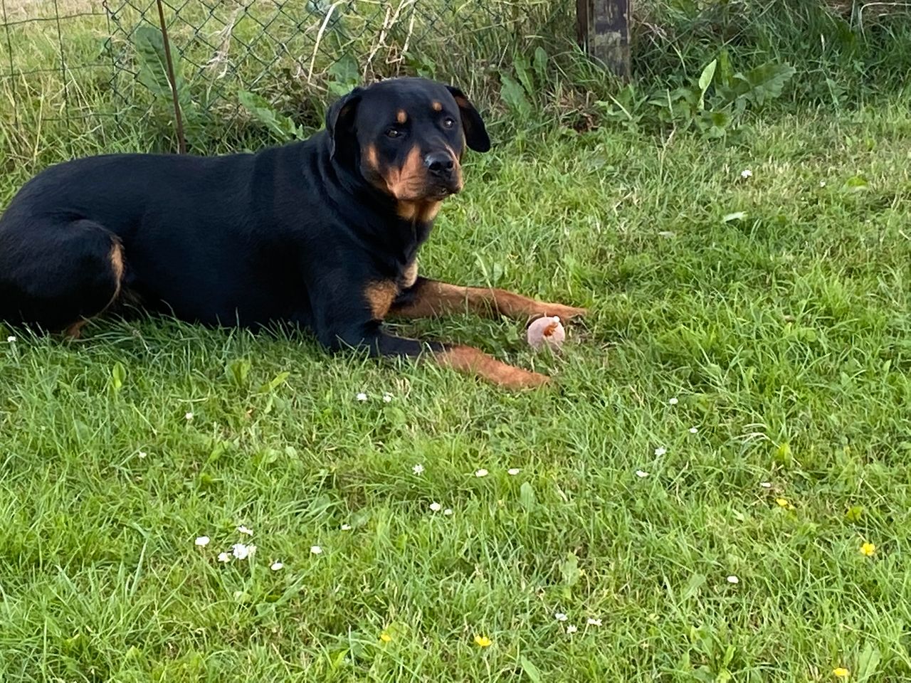 Rottweiler