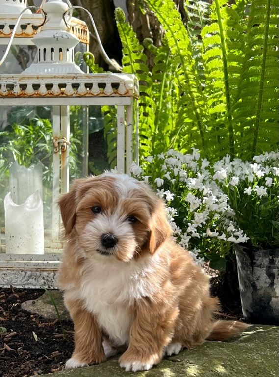Bichon Havanais