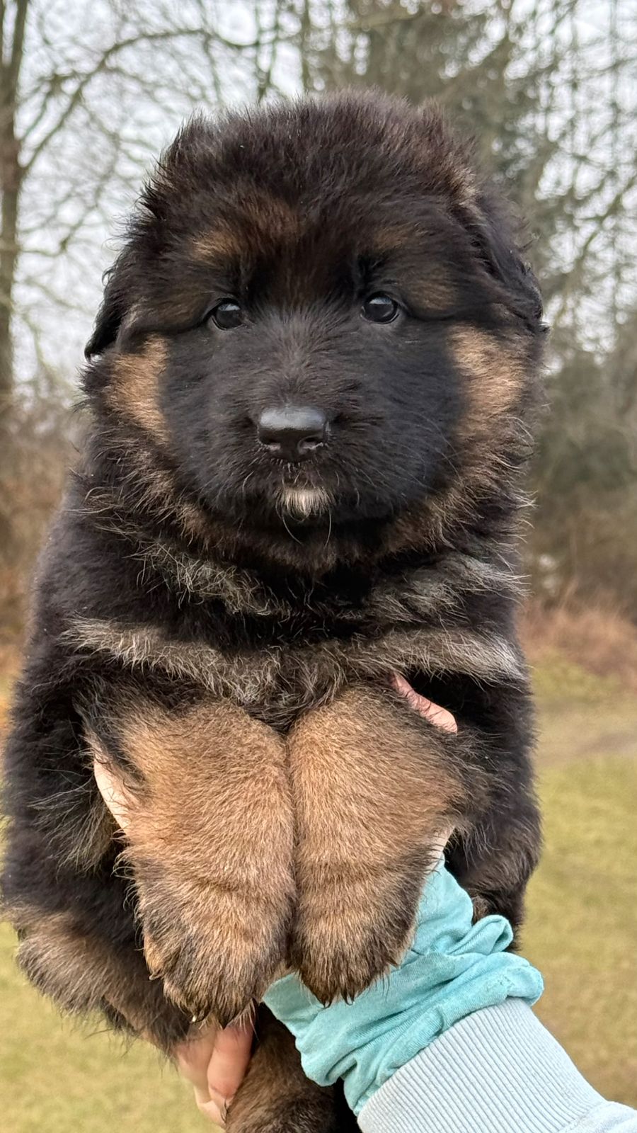 Schæferhund