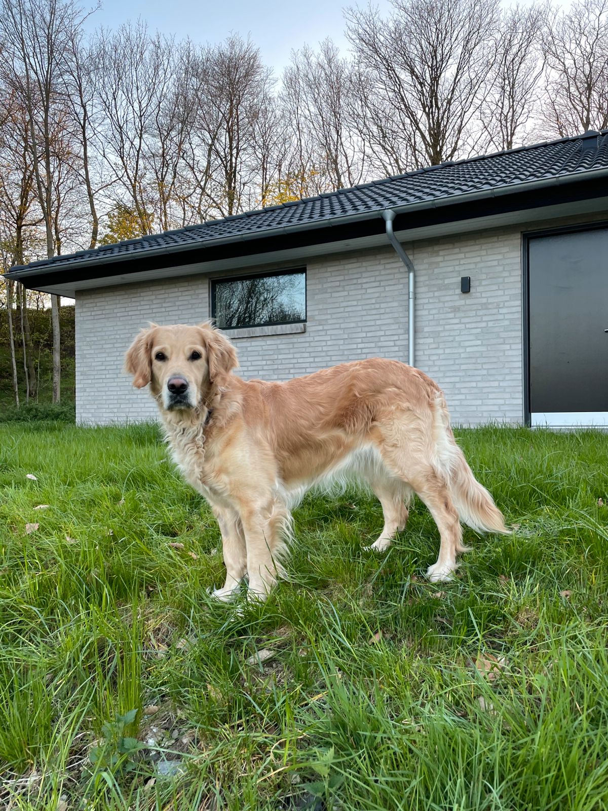 Golden Retriever