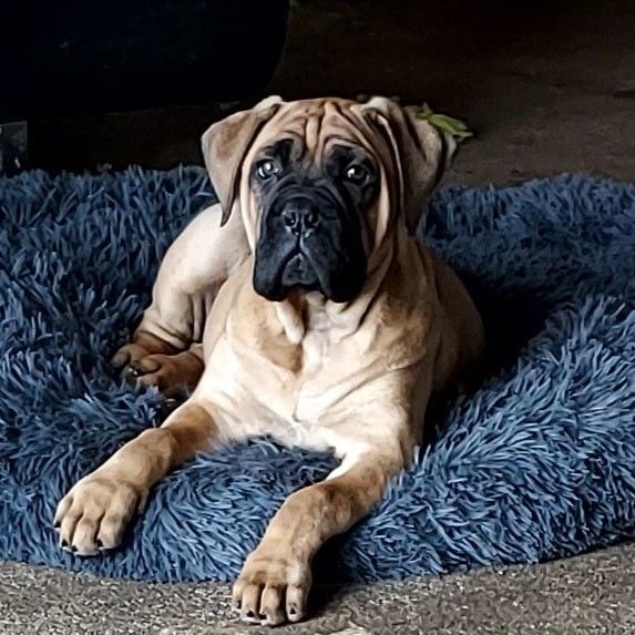 Bullmastiff