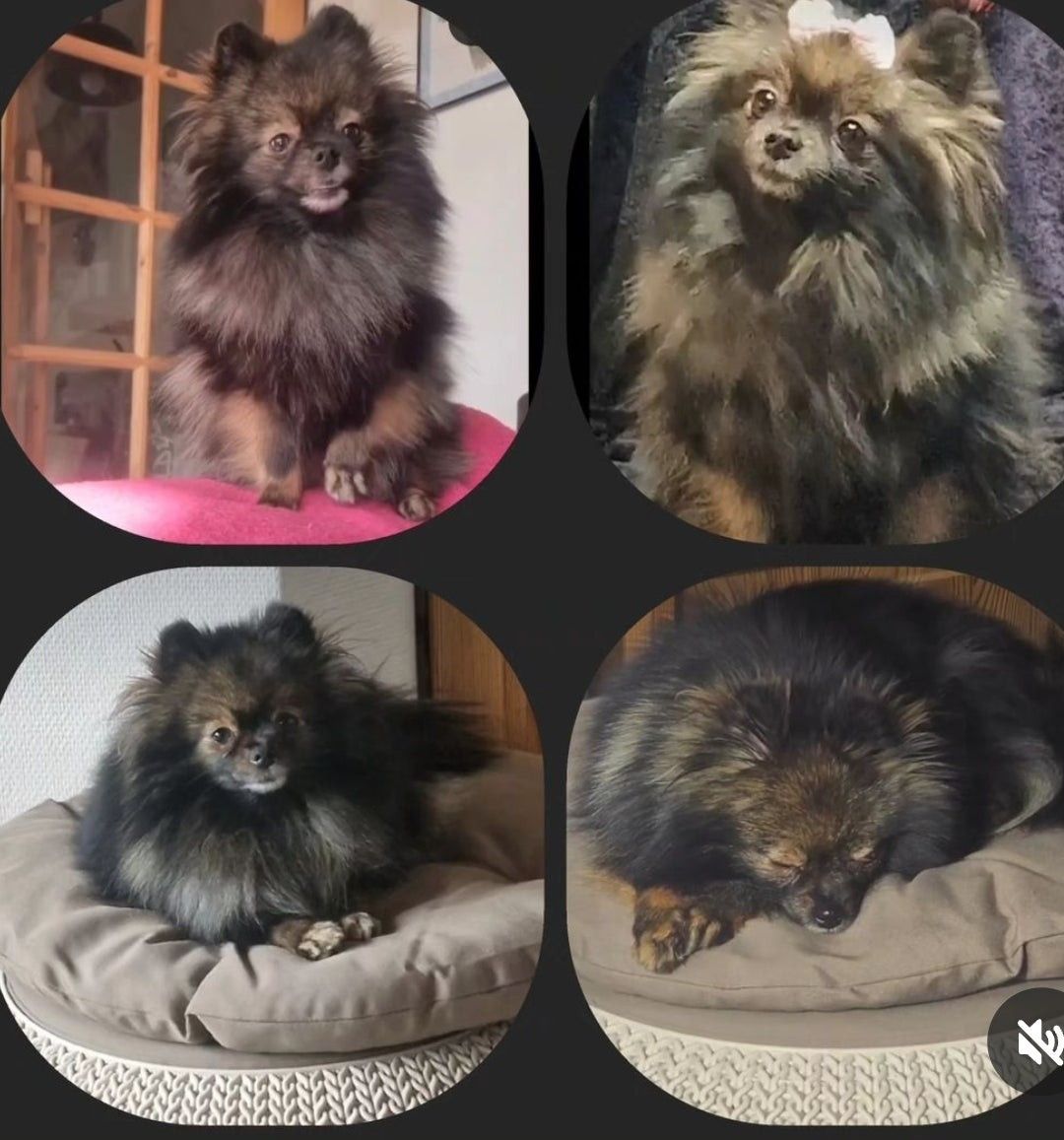 Pomeranian