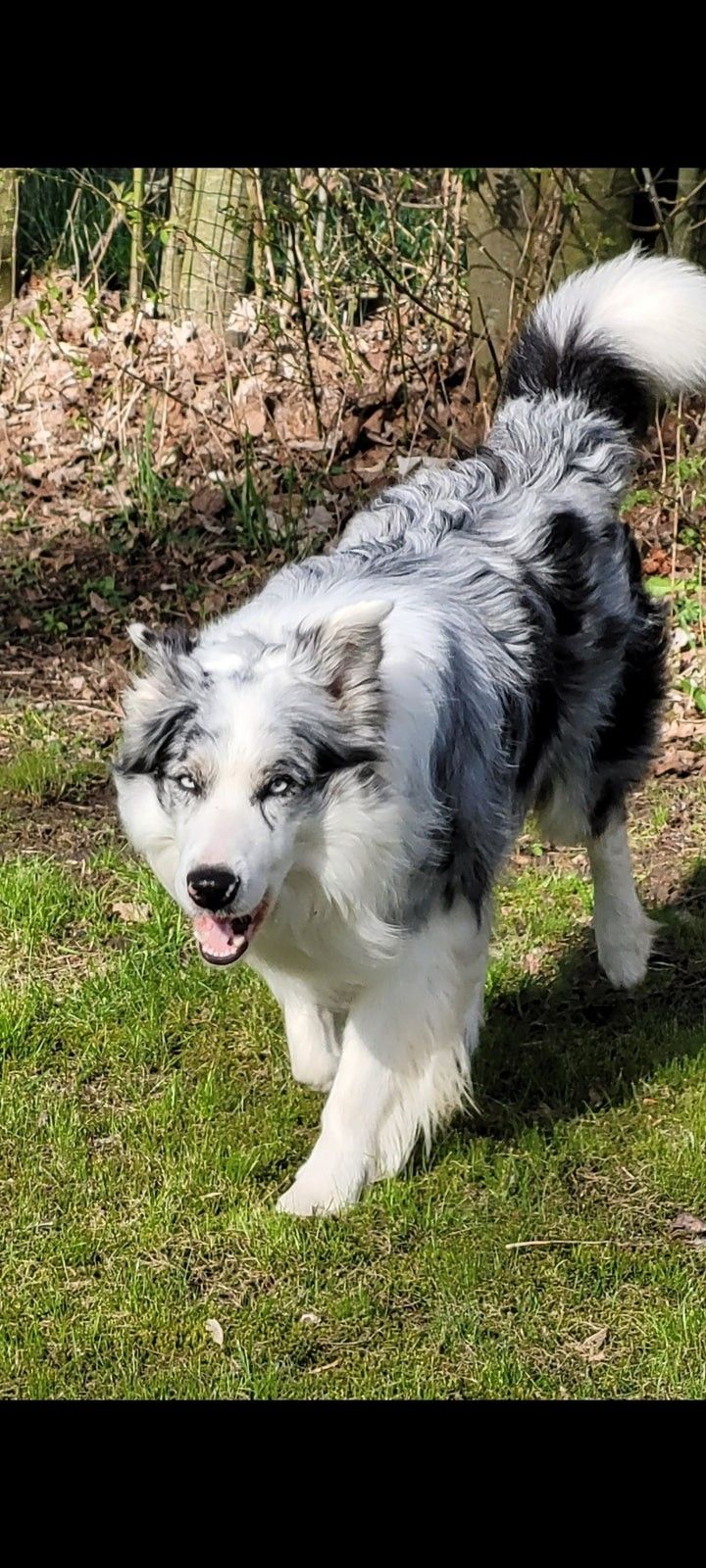 Border Collie