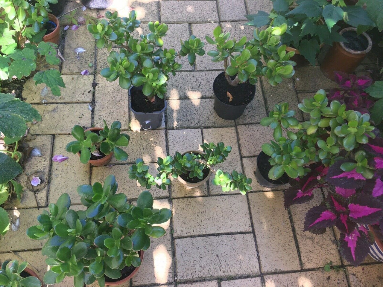Paradistræ, Paradistræ/ pengetræ/ Crassula | DBA