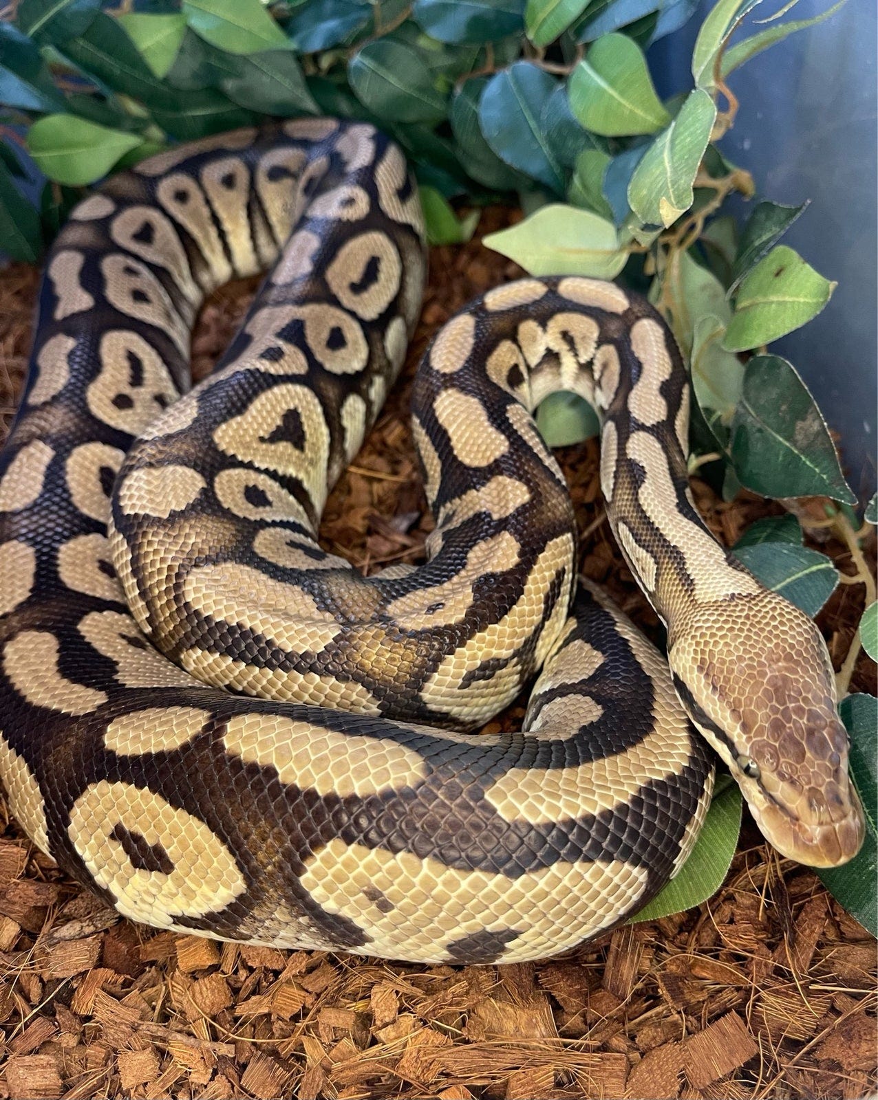 Konge Python Konge Python - Python Regius | DBA