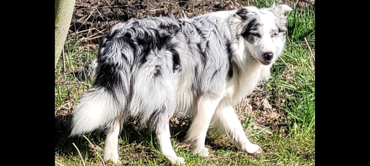 Border Collie