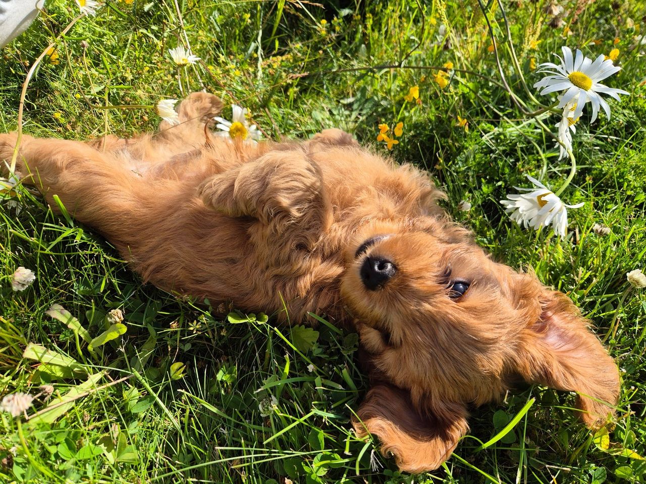 Cavalier King Charles Spaniel