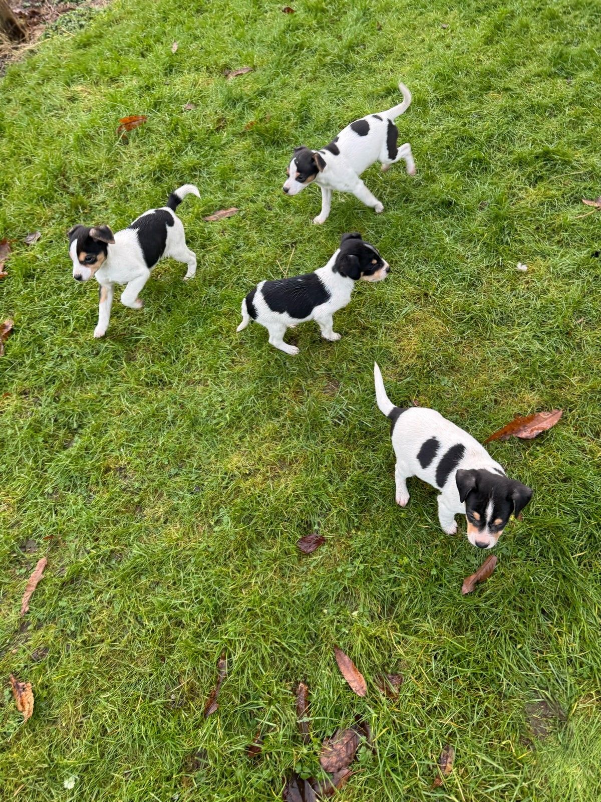 Dansk Svensk Gårdhund