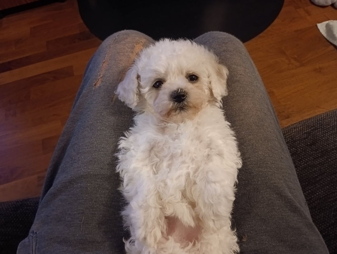 Bichon Frisé