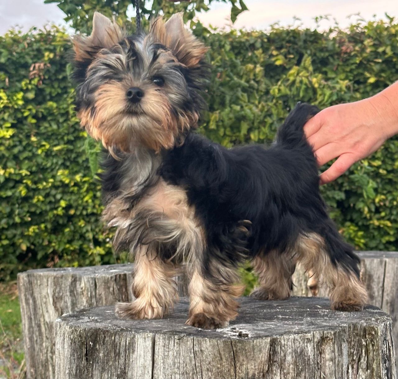 Yorkshire Terrier