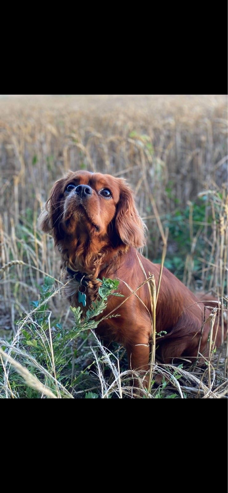 Cavalier King Charles Spaniel