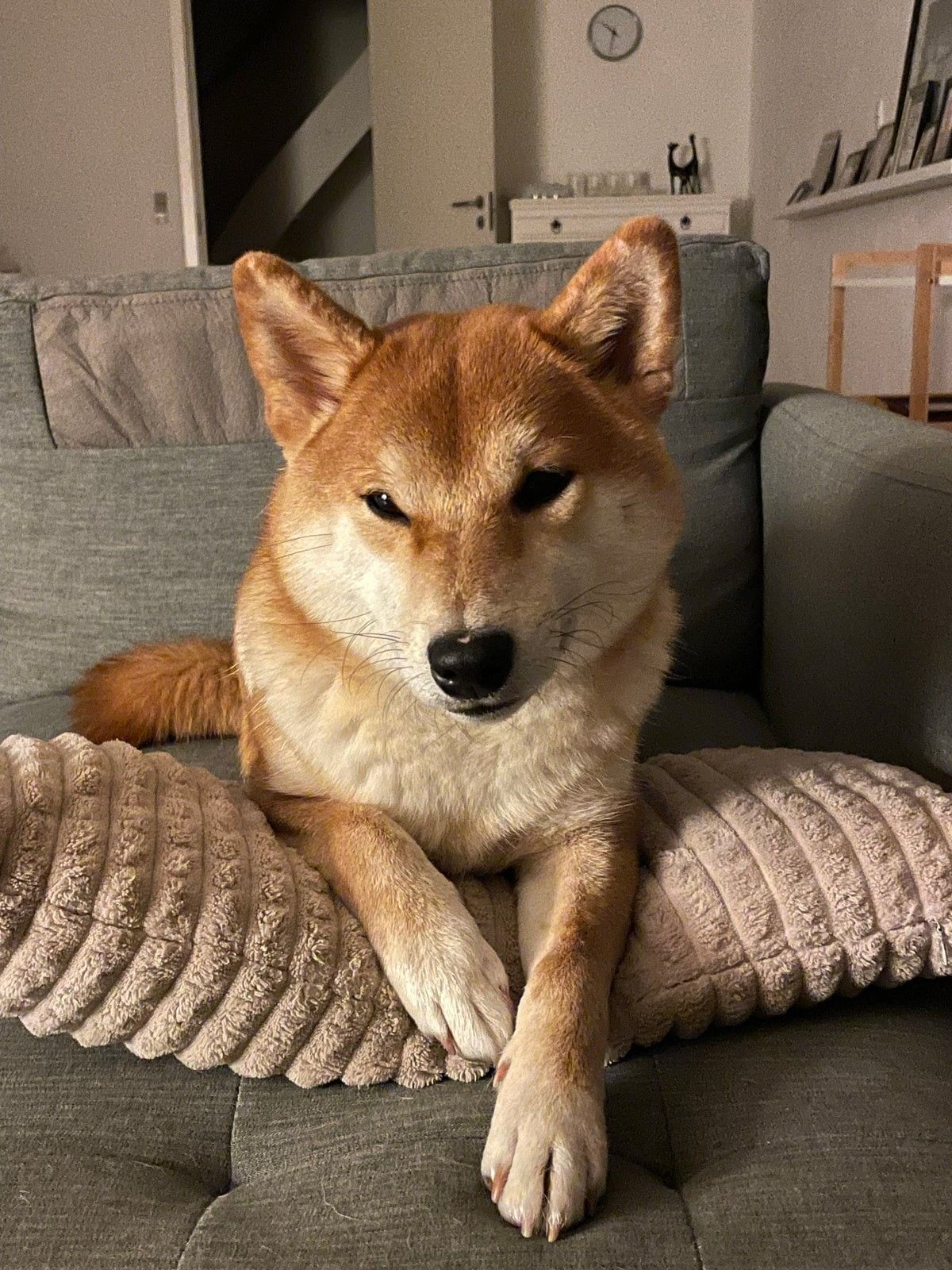 Shiba