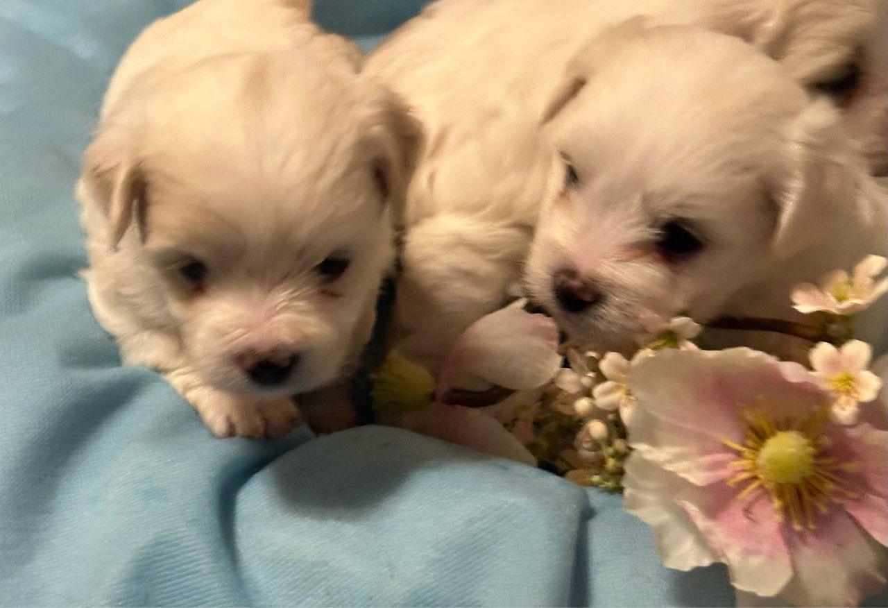 Coton de Tulear - Bomuldshund