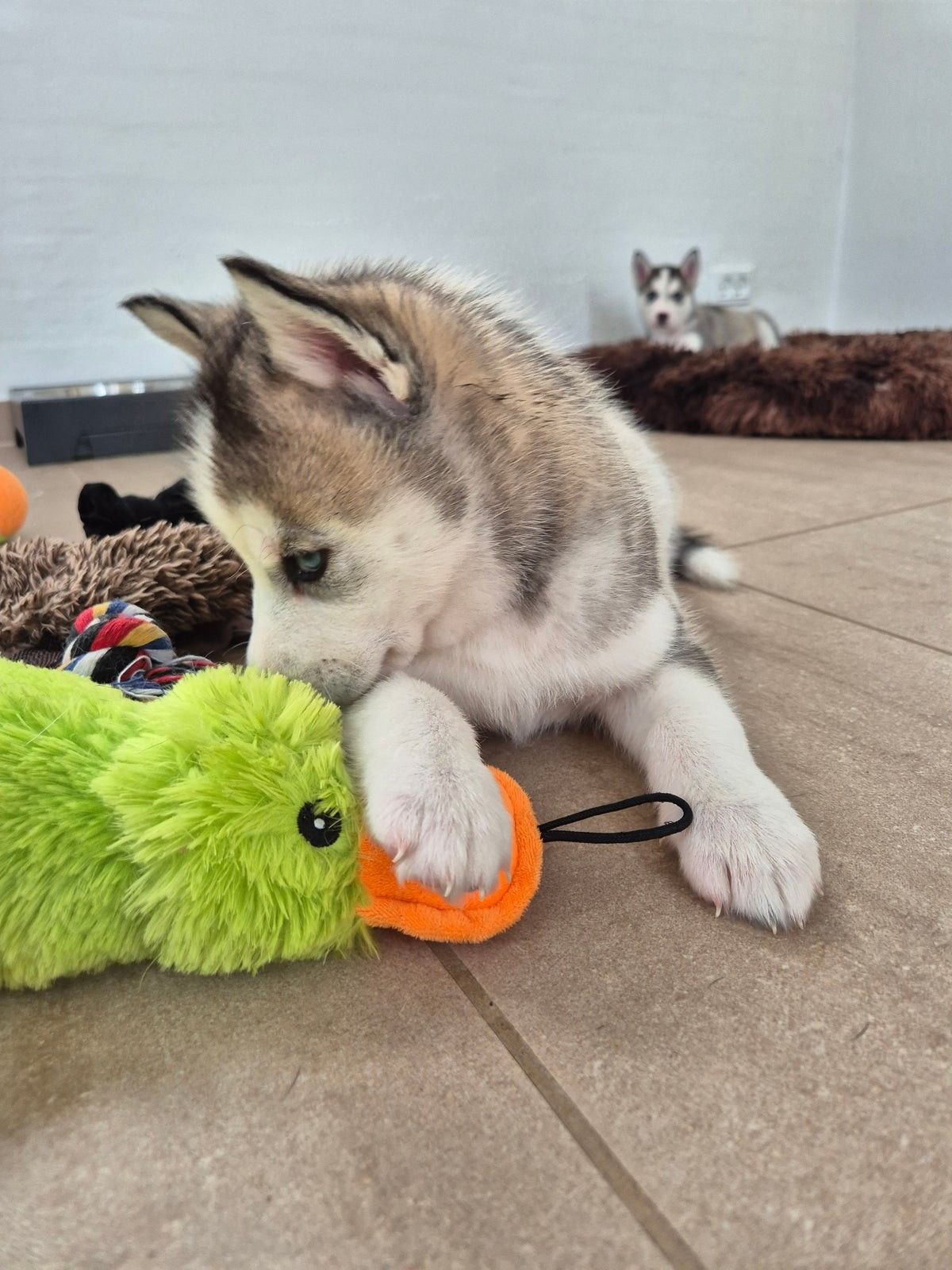 Siberian Husky