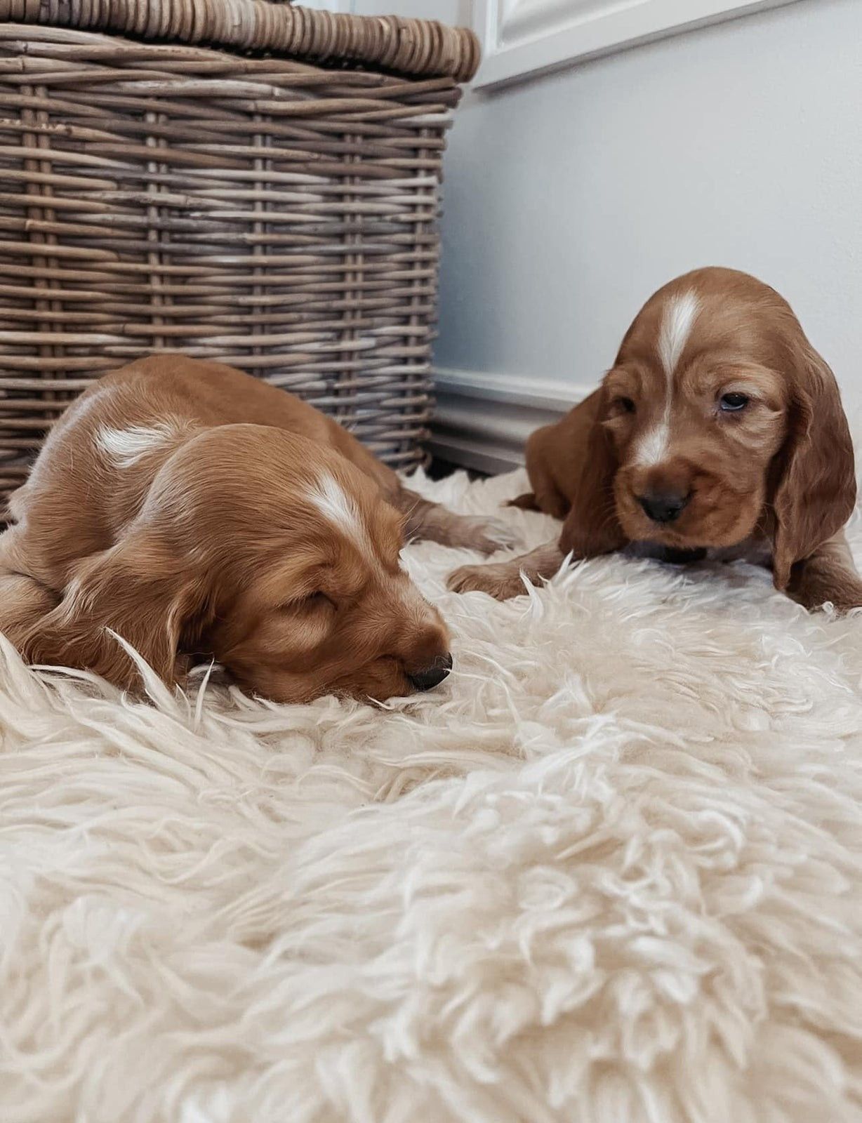 Cocker Spaniel