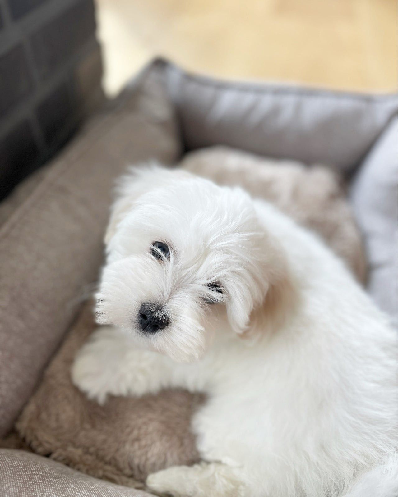 Coton de Tulear - Bomuldshund