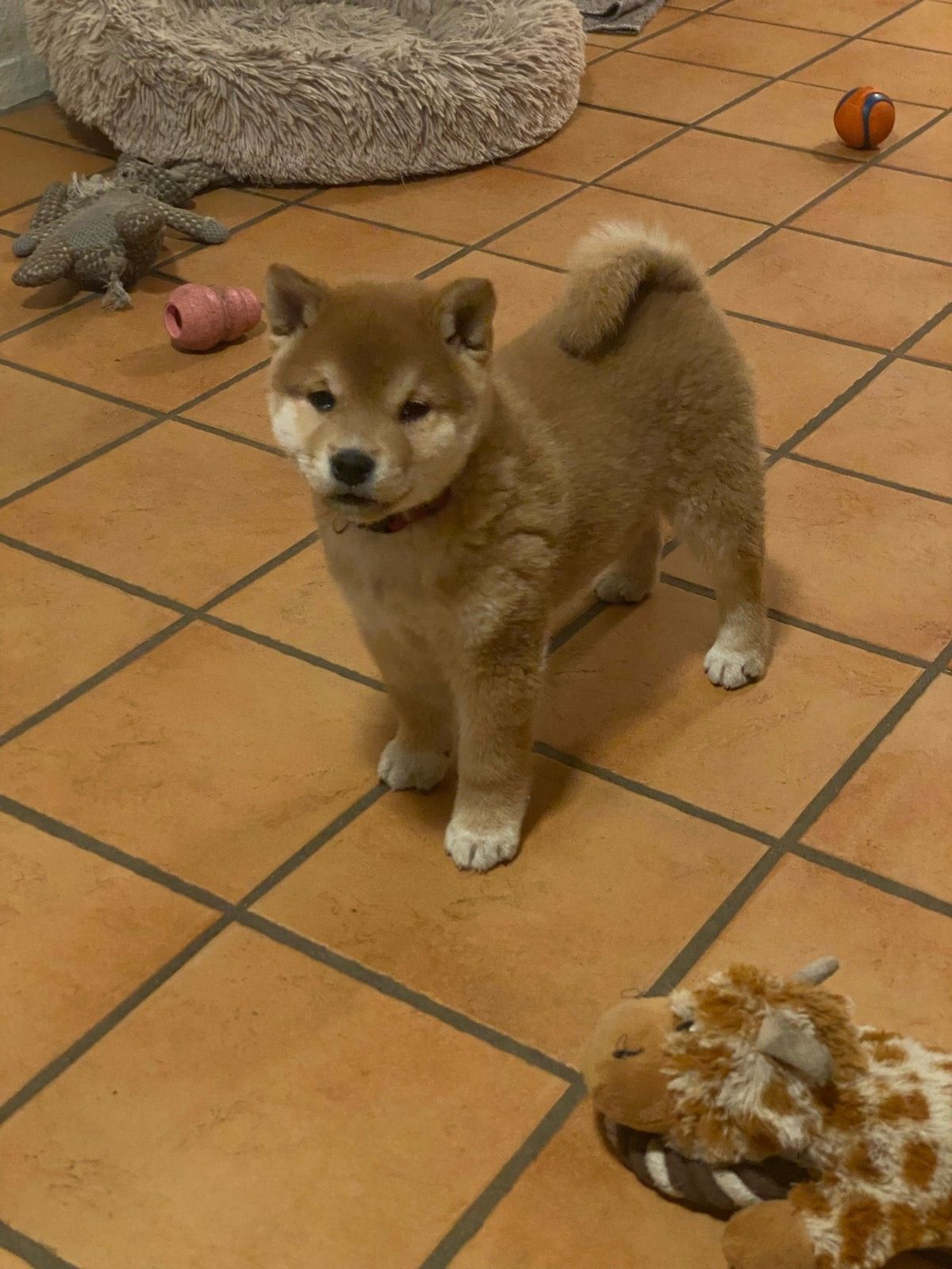 Shiba