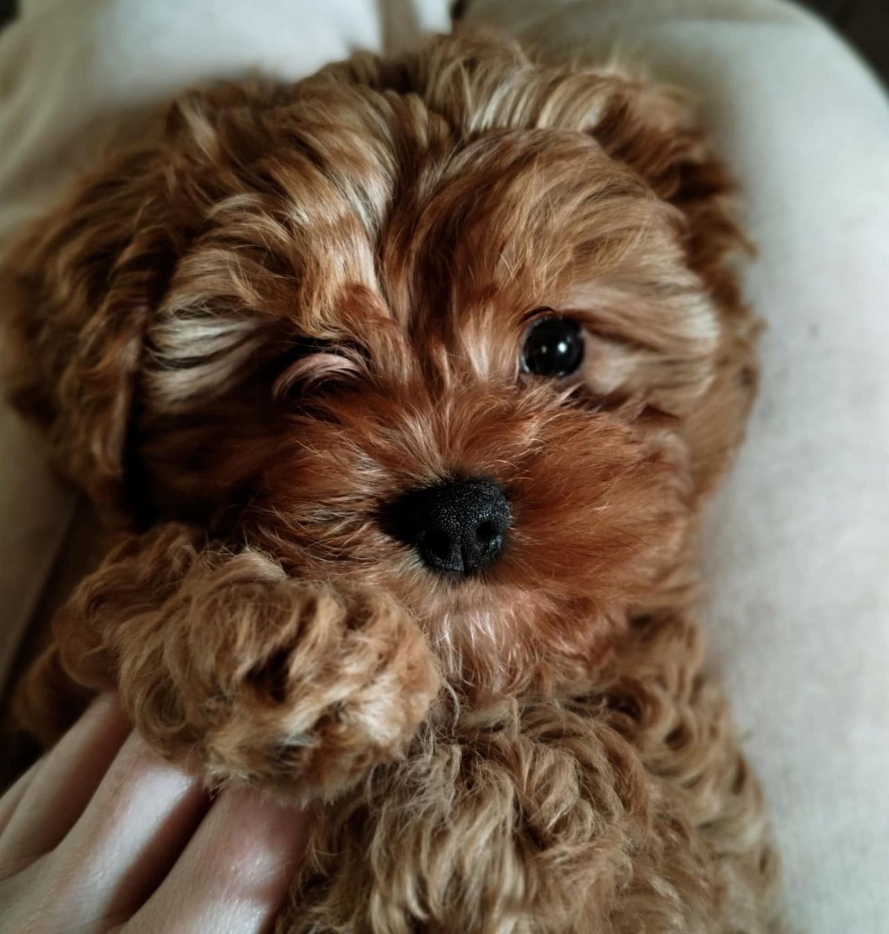 Cavalier King Charles Spaniel