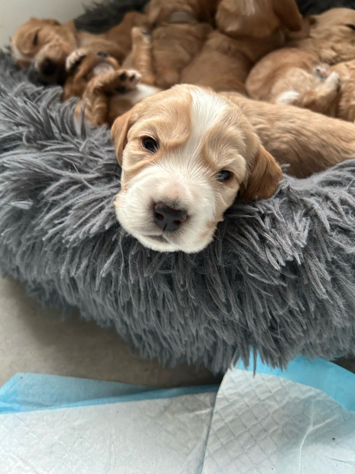 Cocker Spaniel