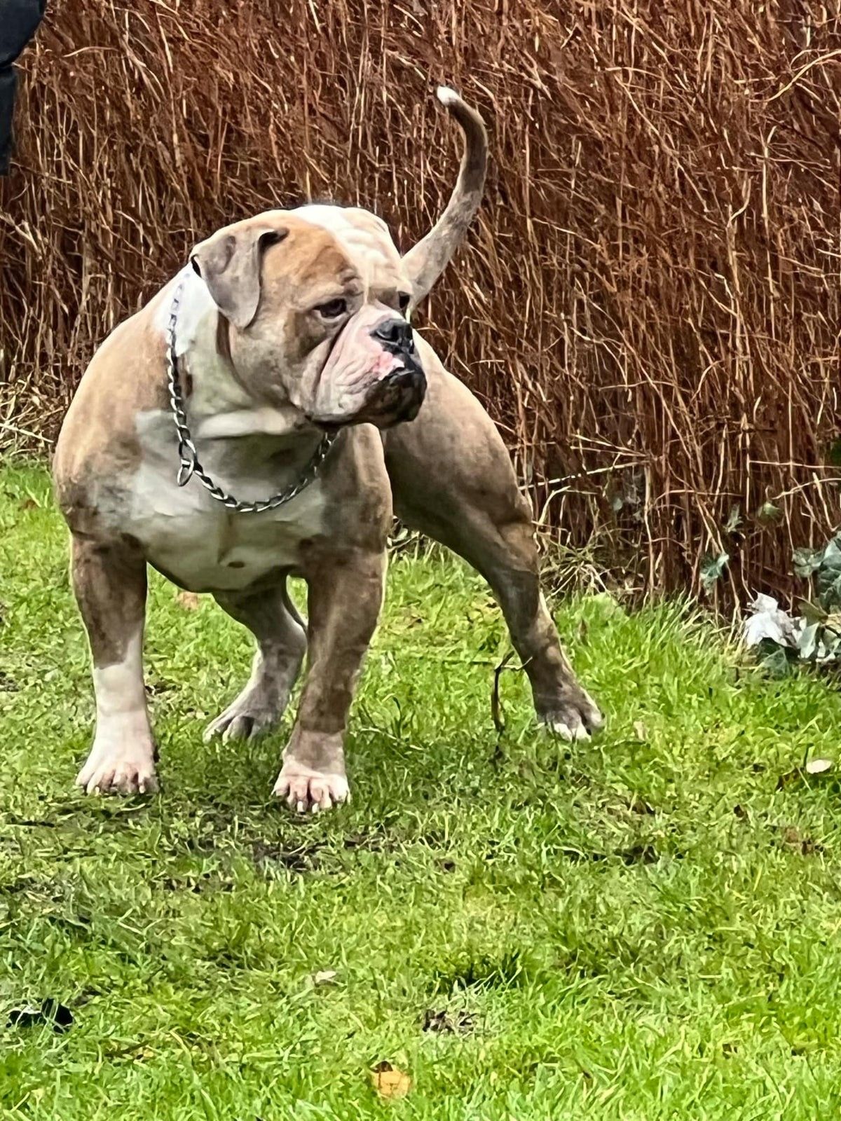 Old English Bulldog