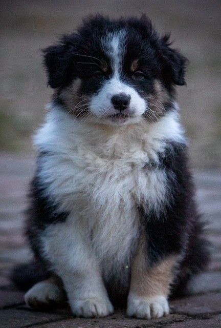 Australian Shepherd