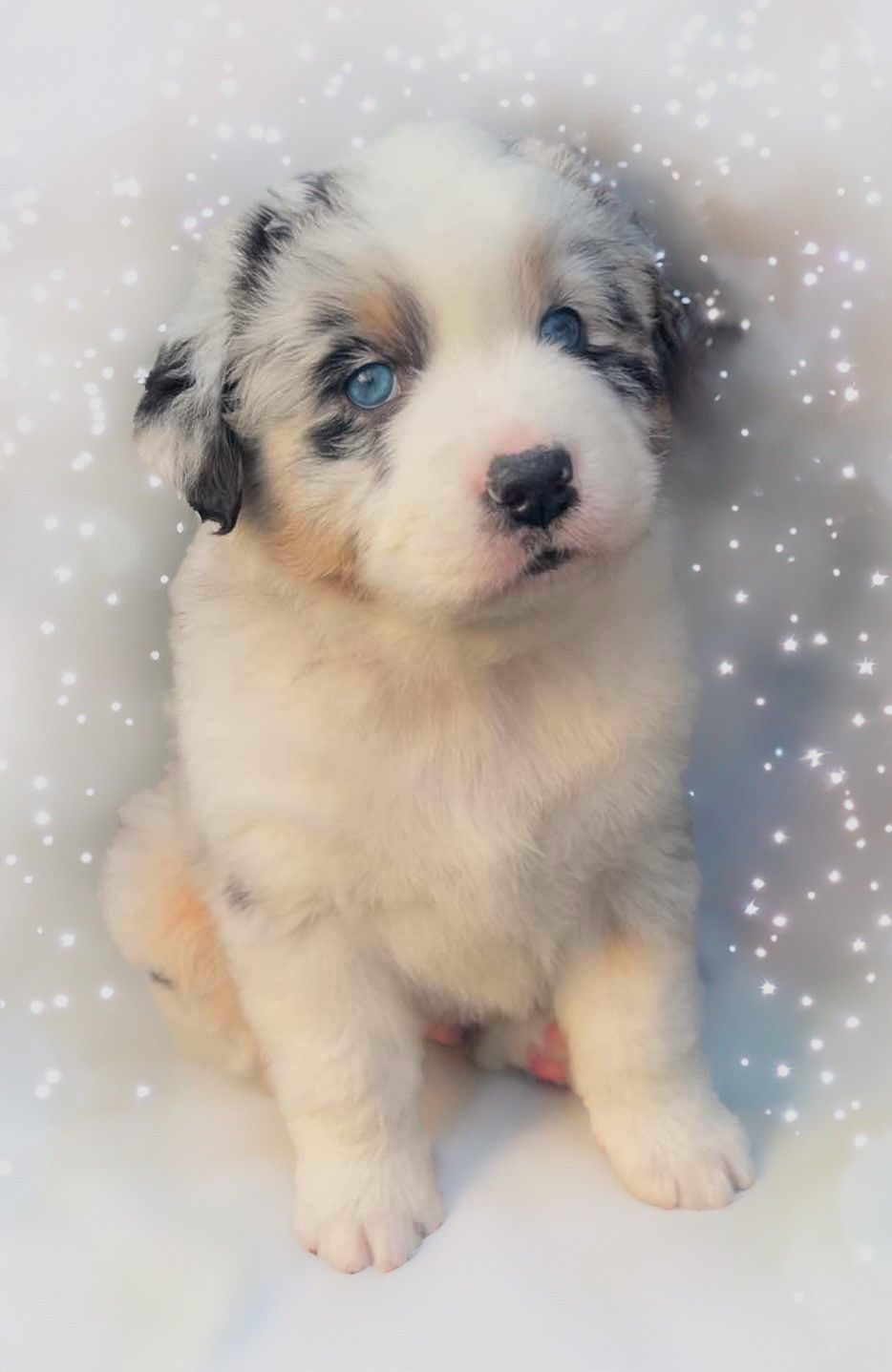 Australian Shepherd