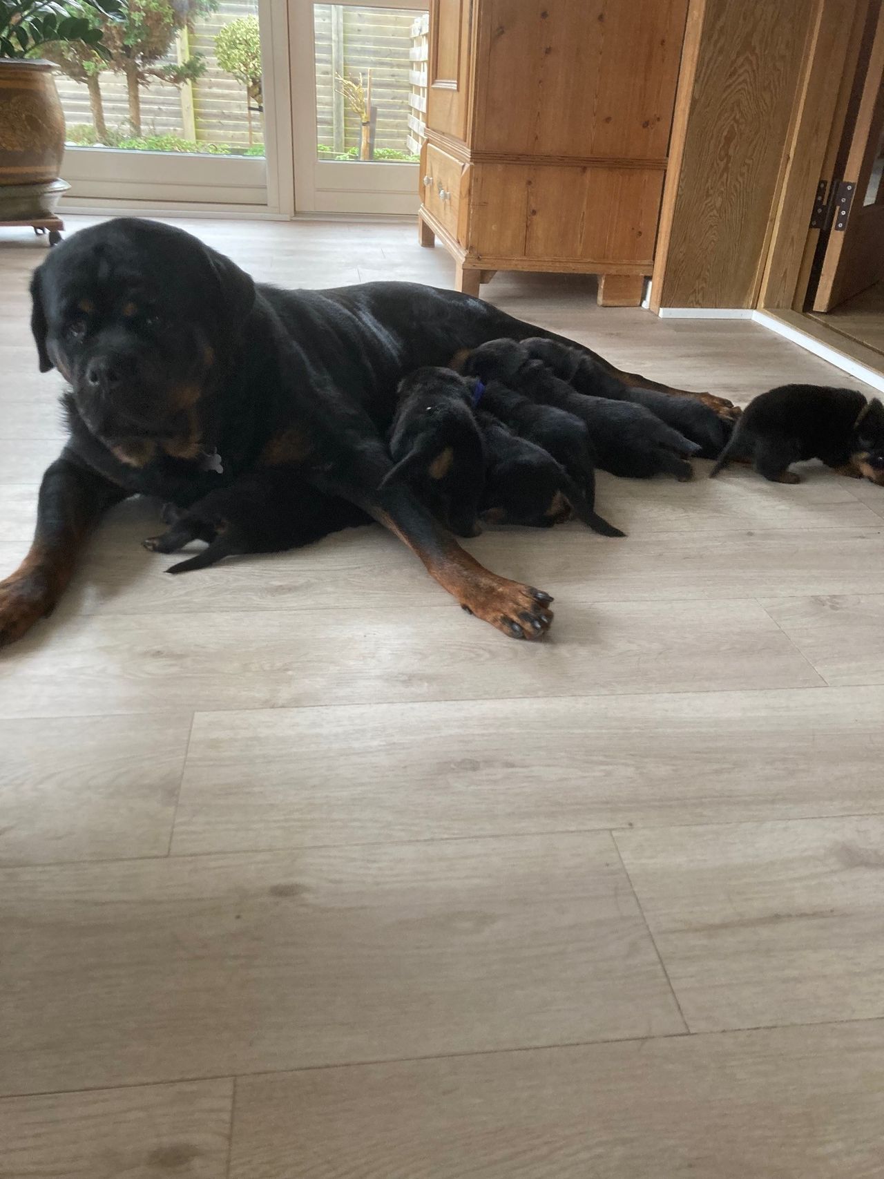 Rottweiler