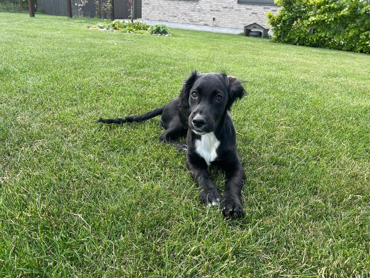 Border Collie