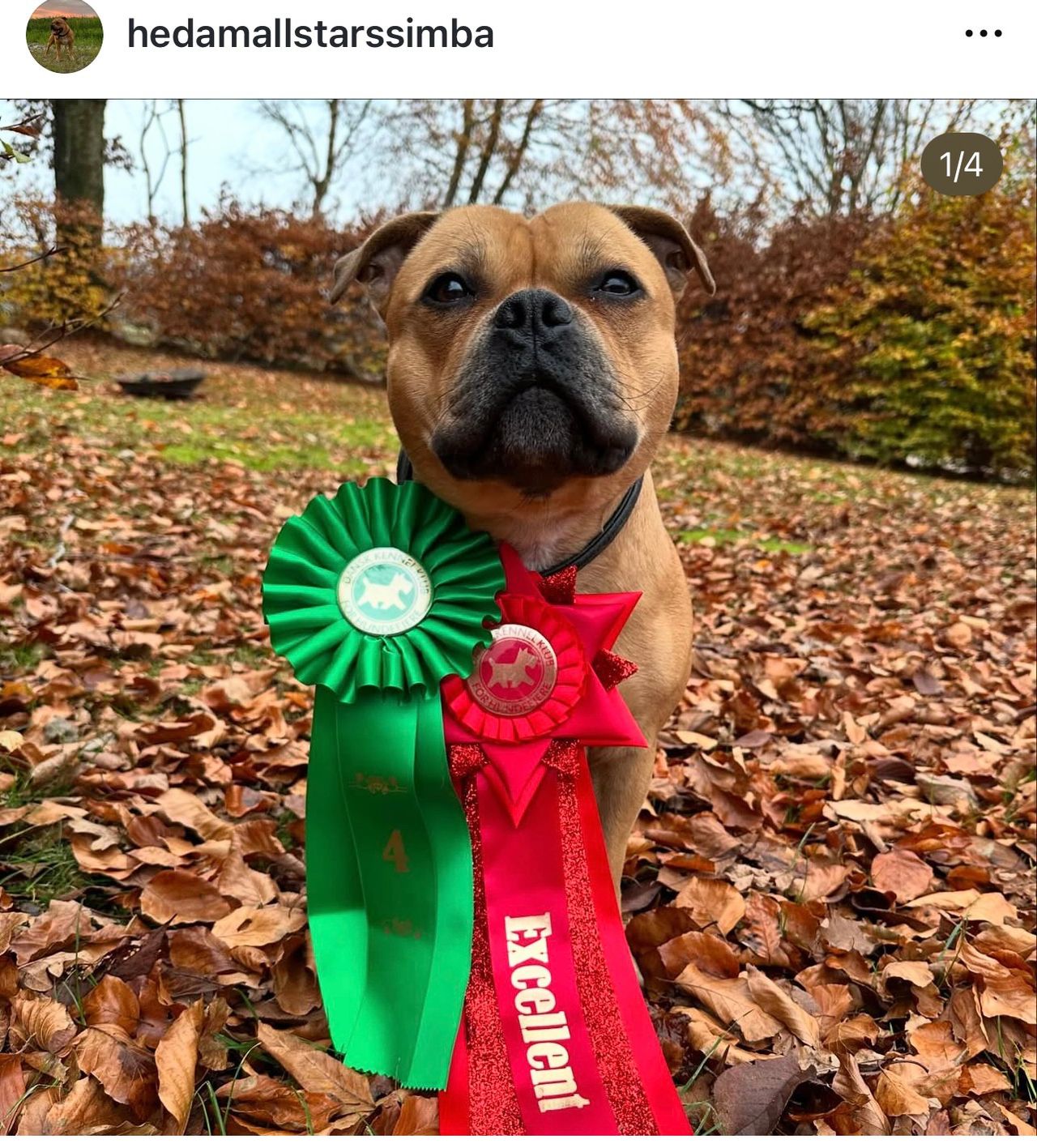 Staffordshire Bull Terrier