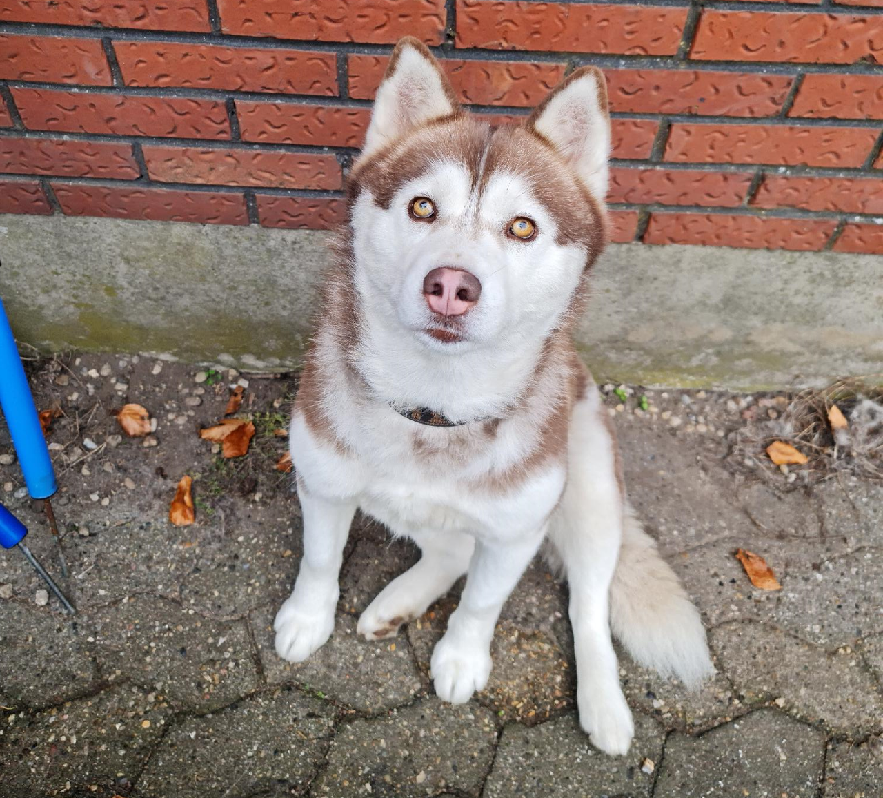 Siberian Husky