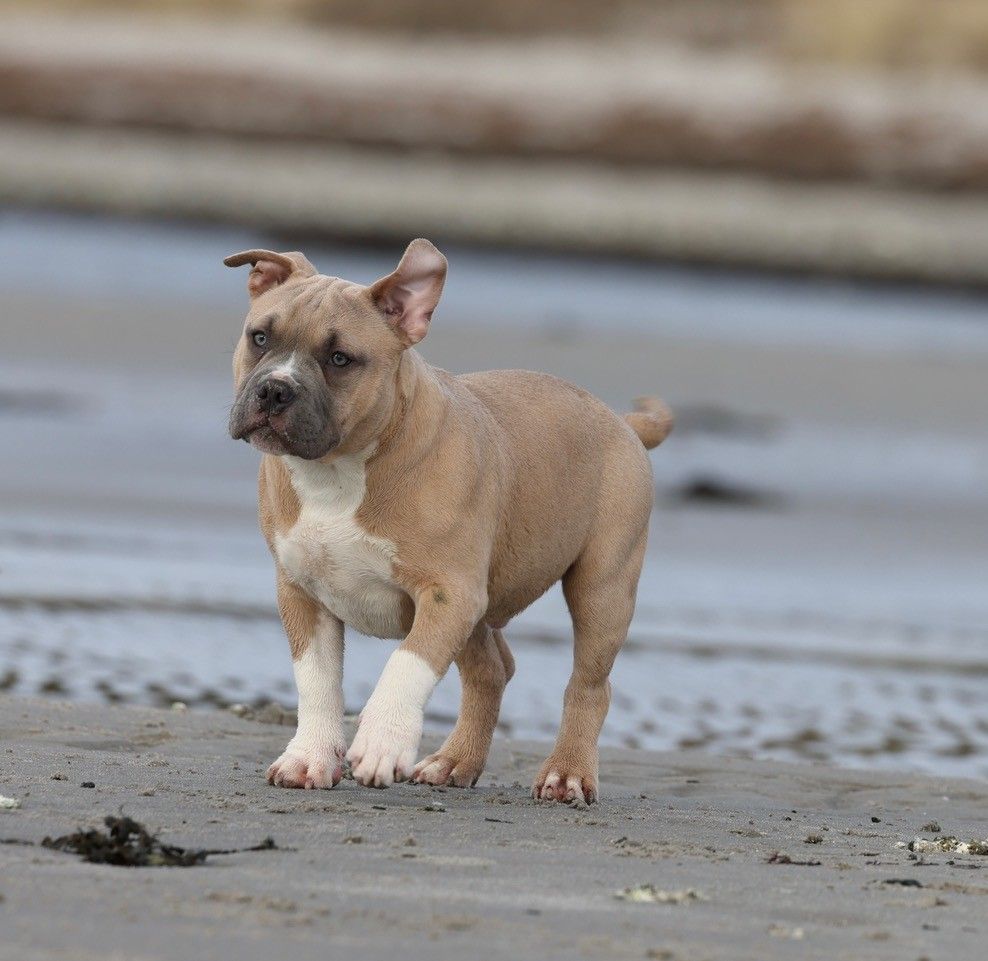 American Bully