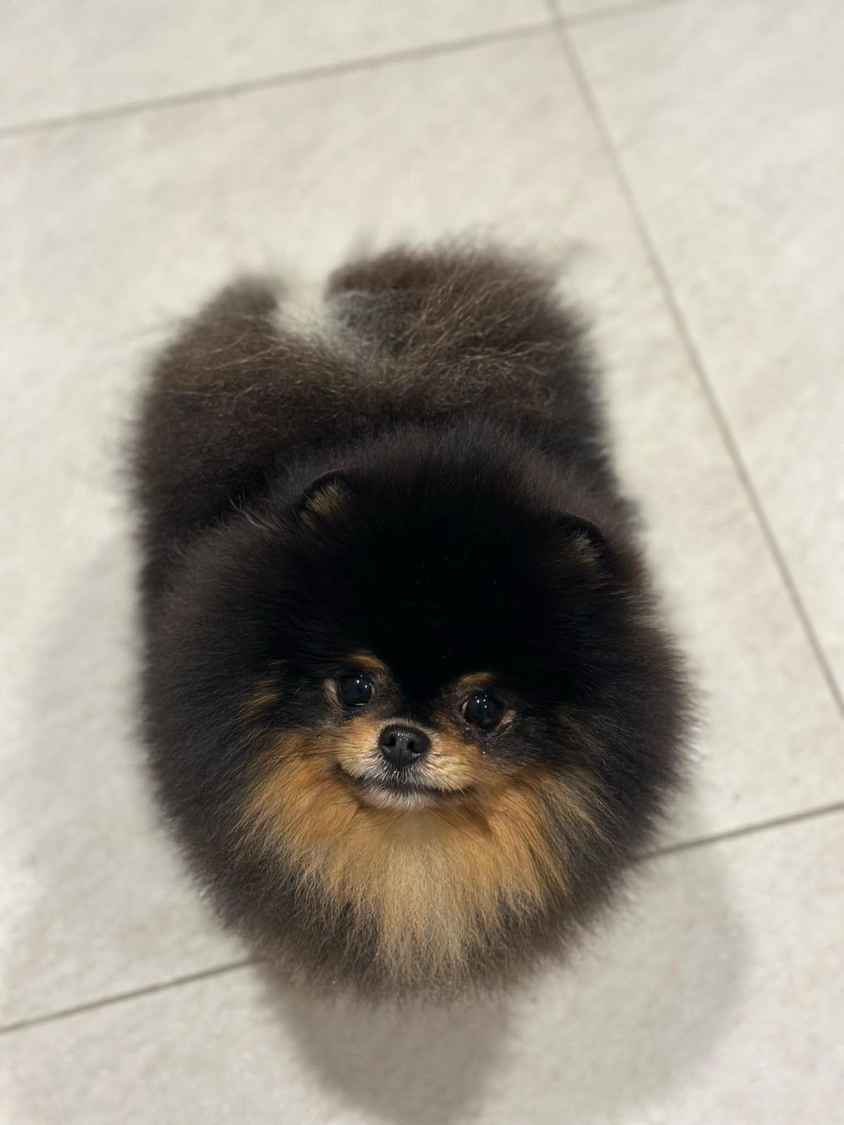 Pomeranian