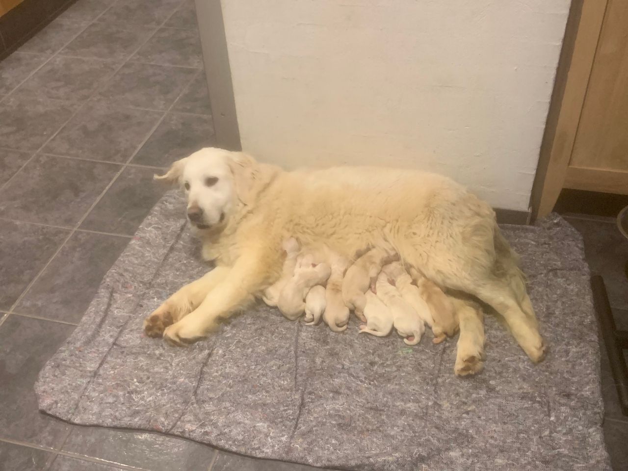 Golden Retriever