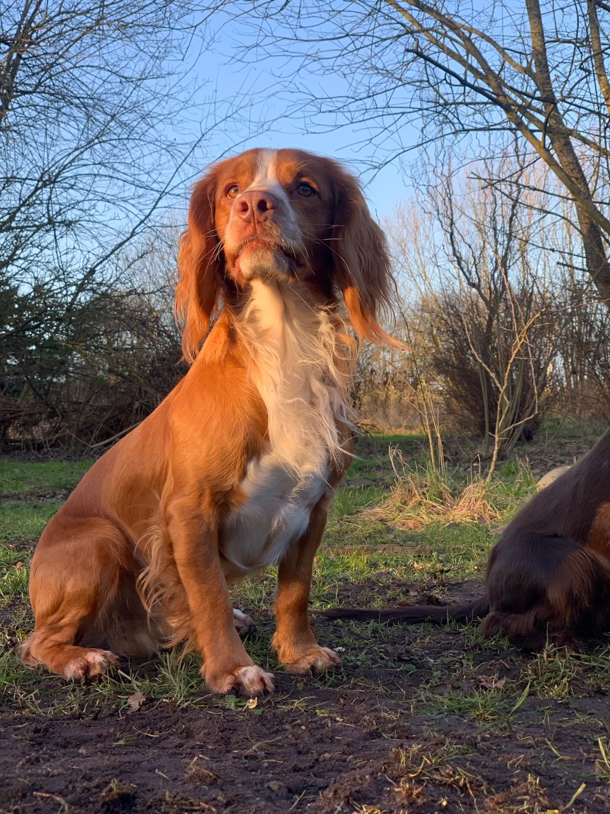 Cocker Spaniel