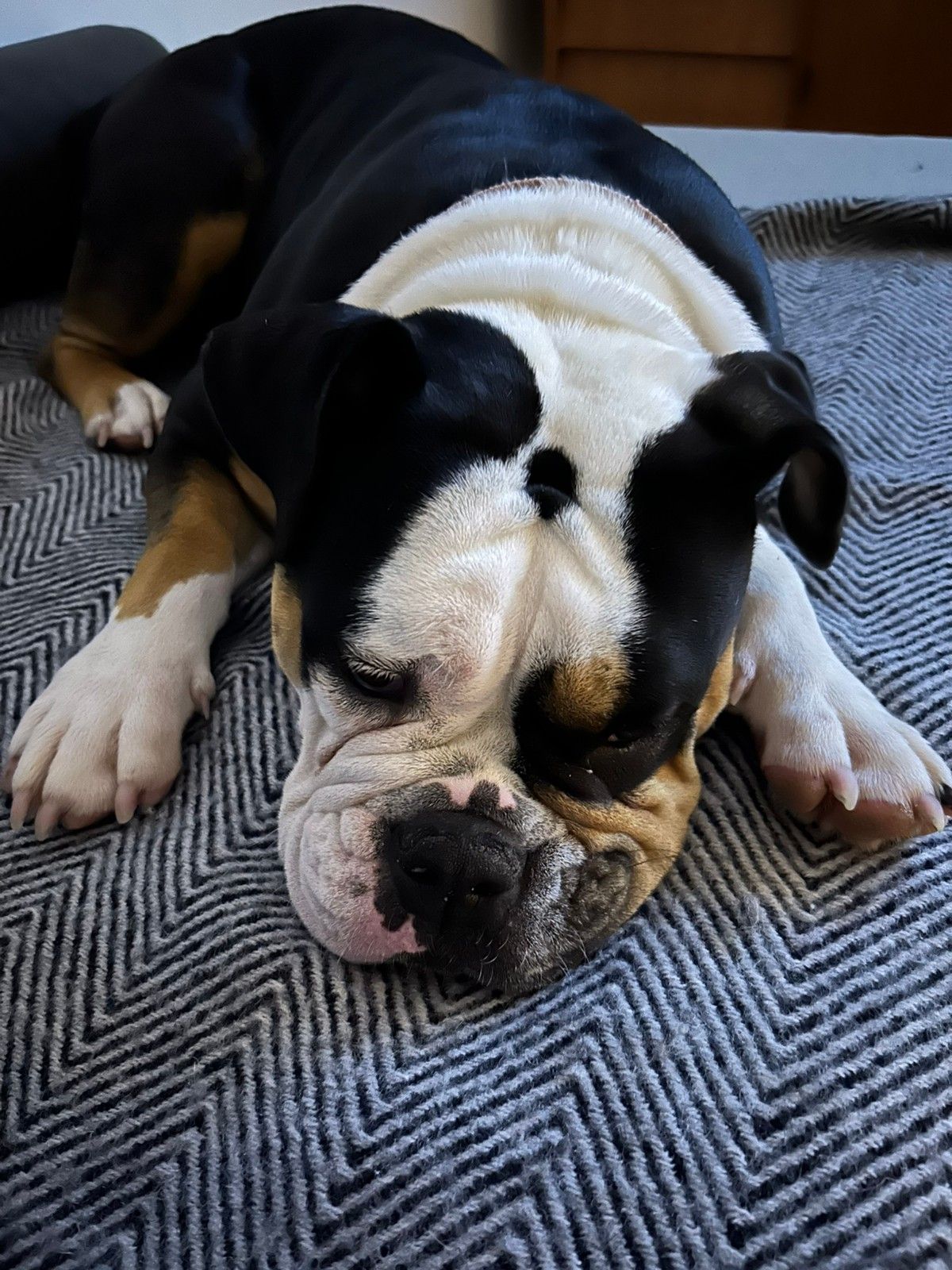 Old English Bulldog