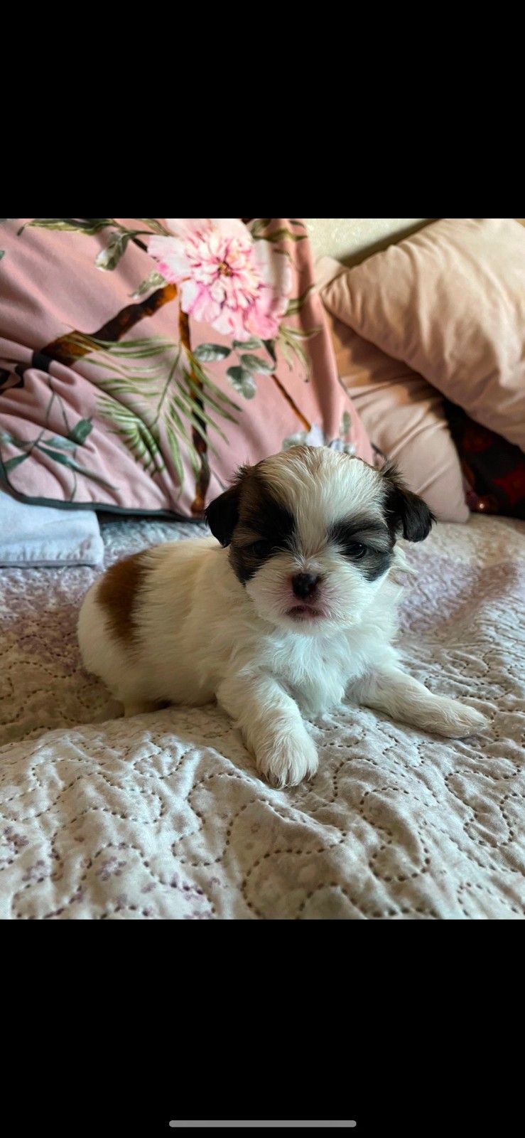 Shih Tzu