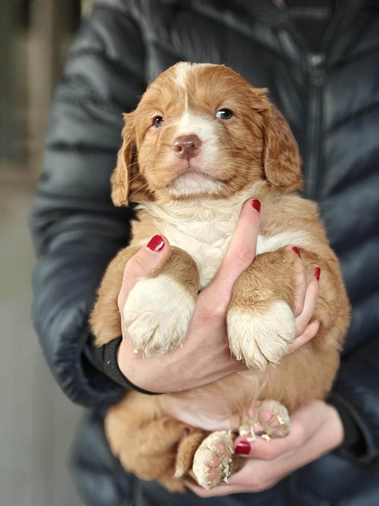 Cocker Spaniel