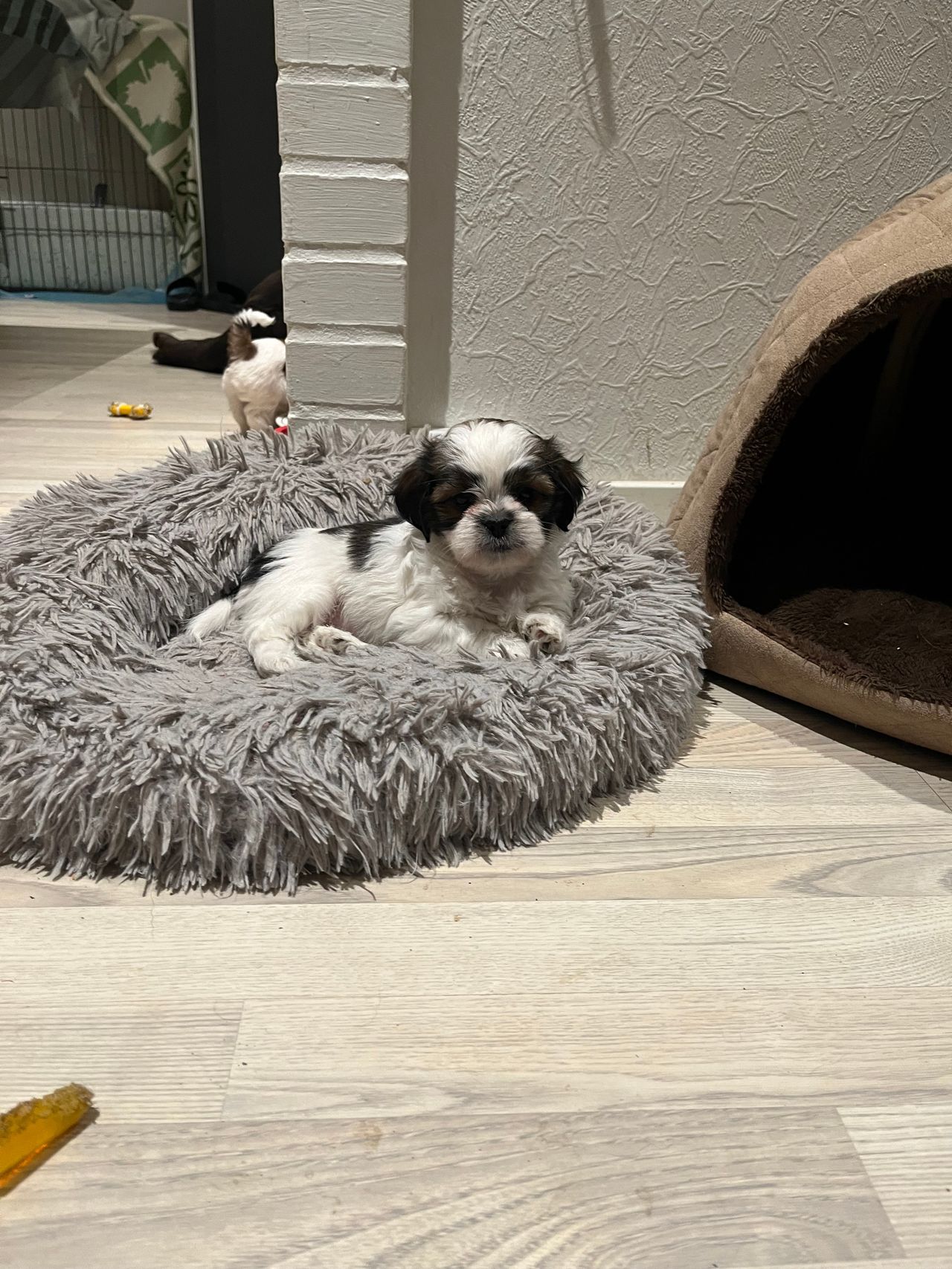 Shih Tzu