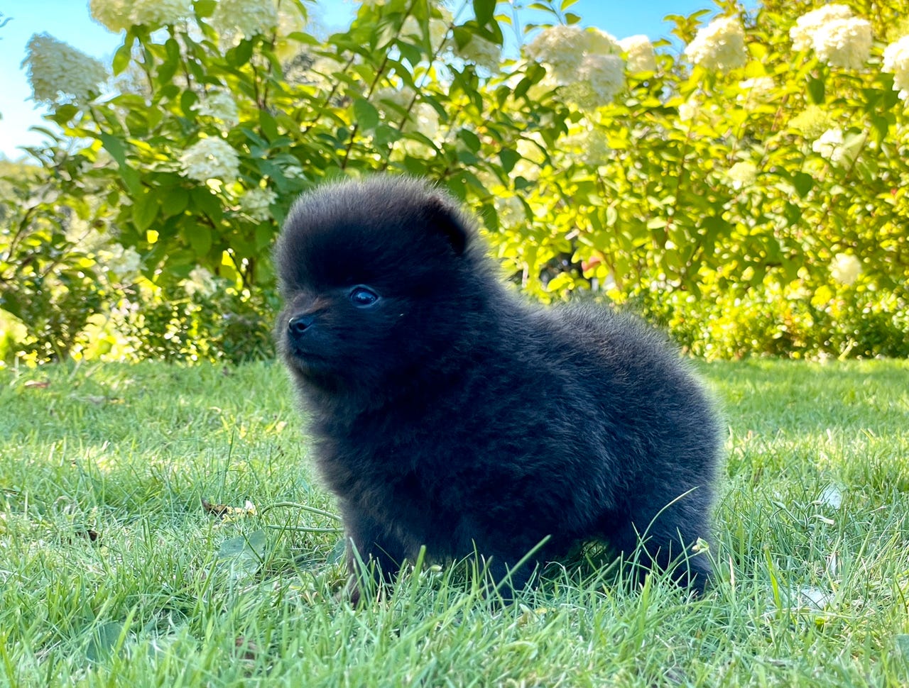 !!! SOLGT !!!!  Blå Ghost Merle Pomeranian tæve | DBA