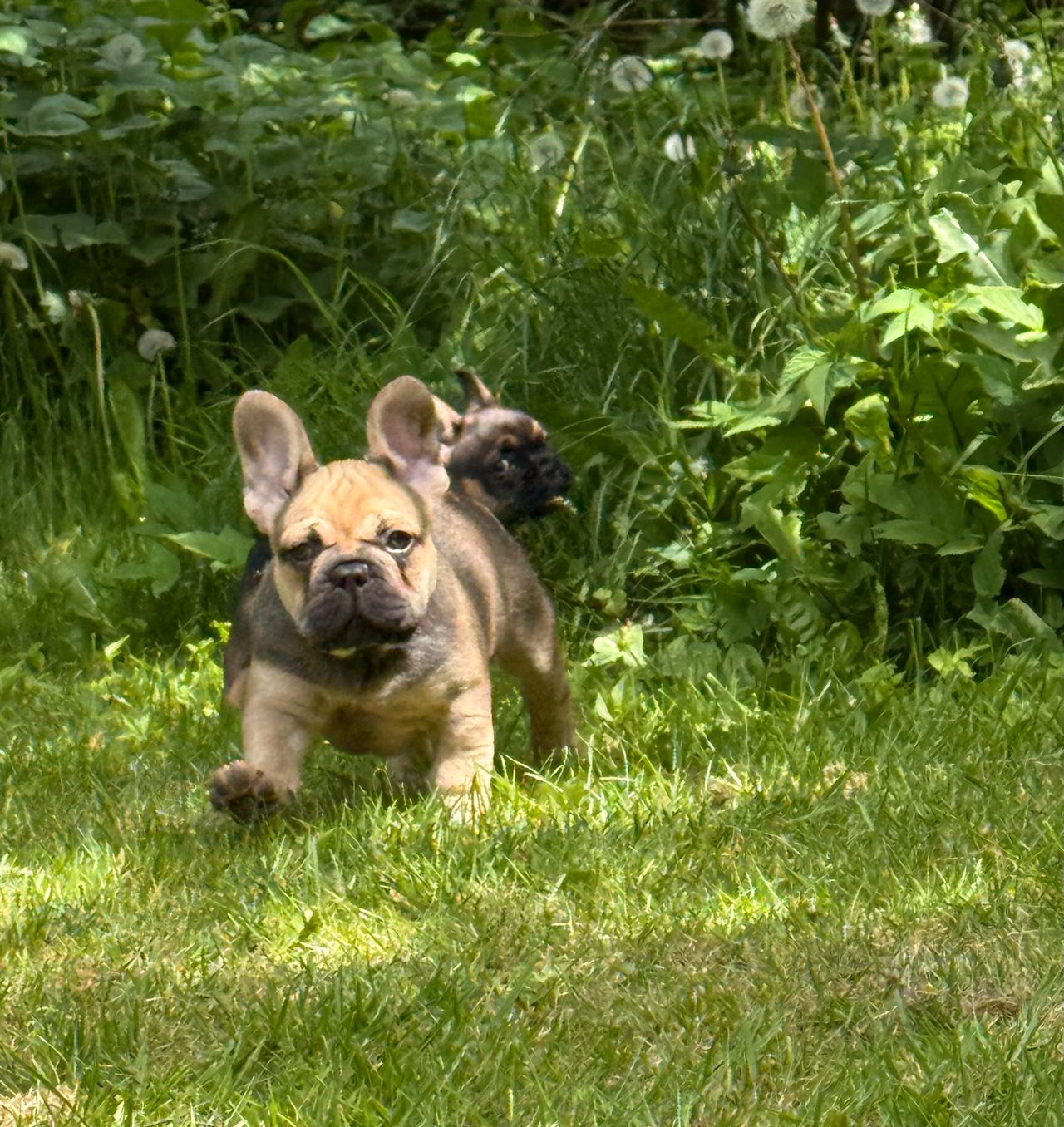 Fransk Bulldog