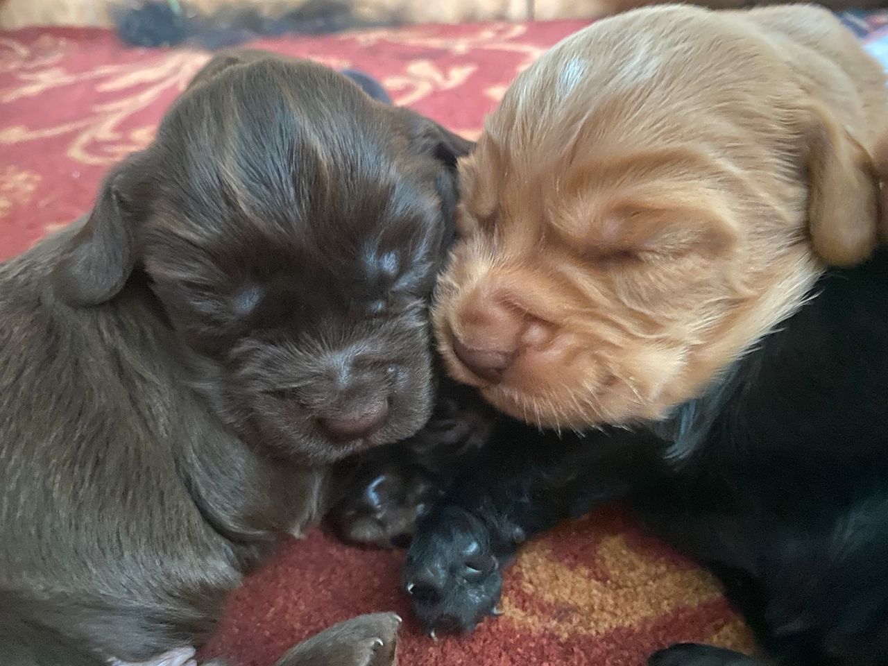 Cocker Spaniel