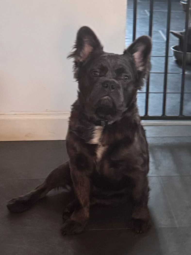 Fransk Bulldog