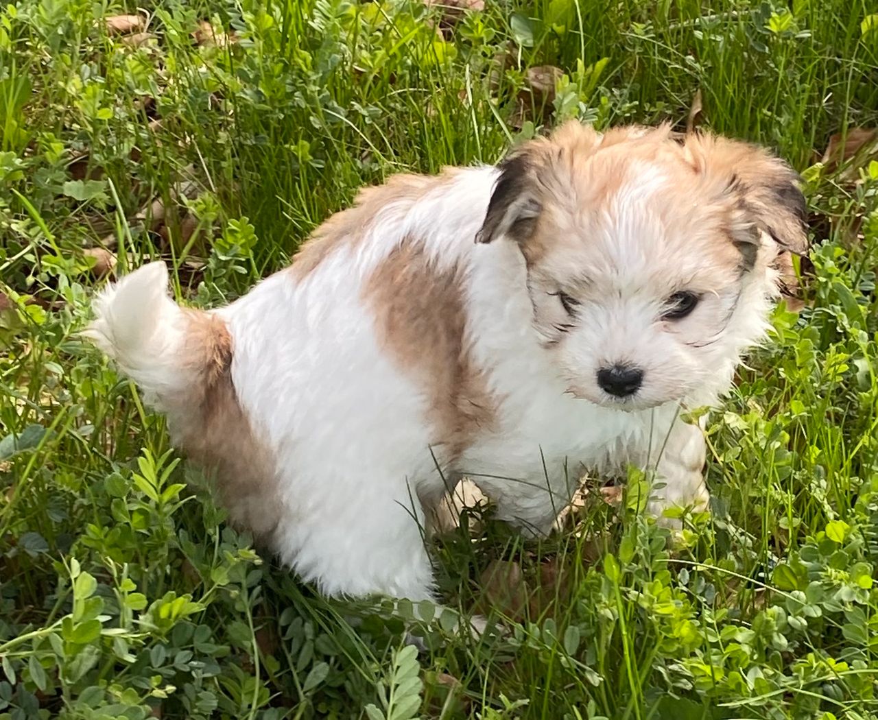 Bichon Havanais