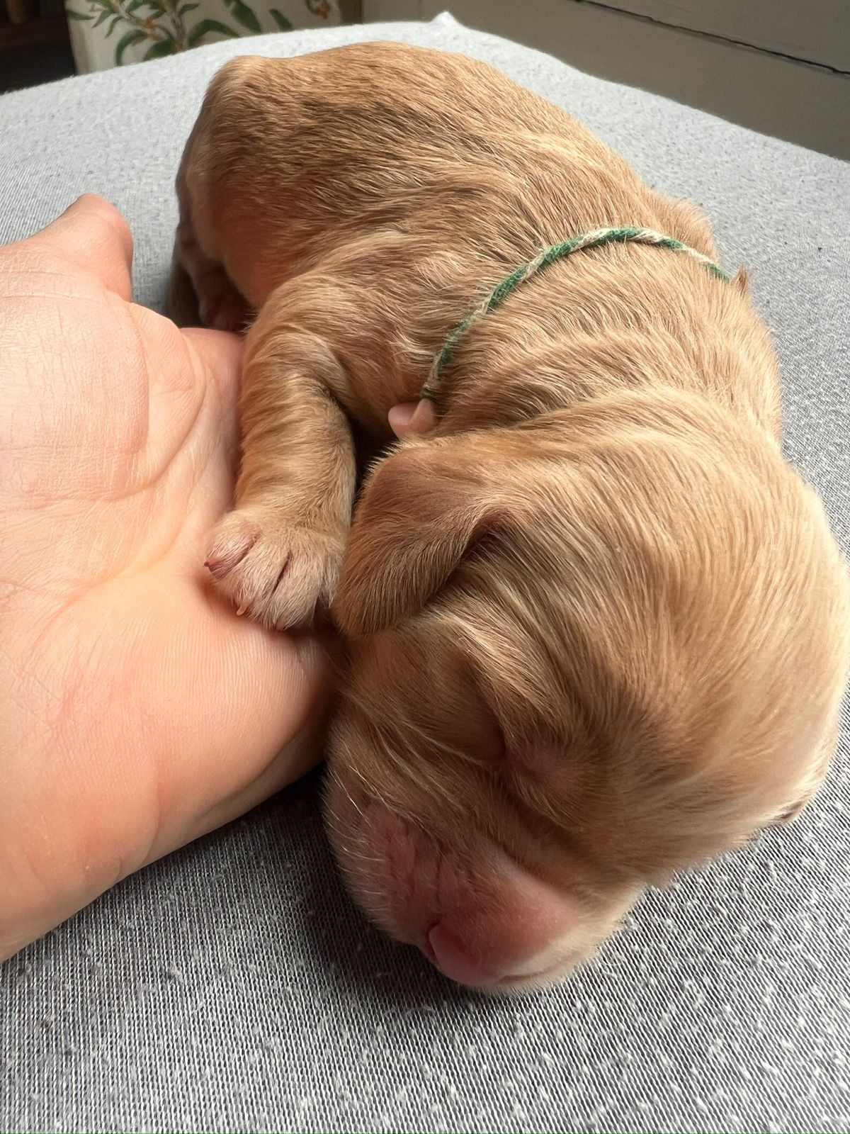 Cocker Spaniel