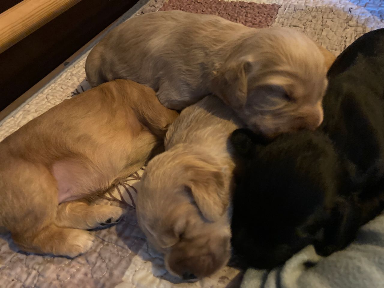 Cocker Spaniel