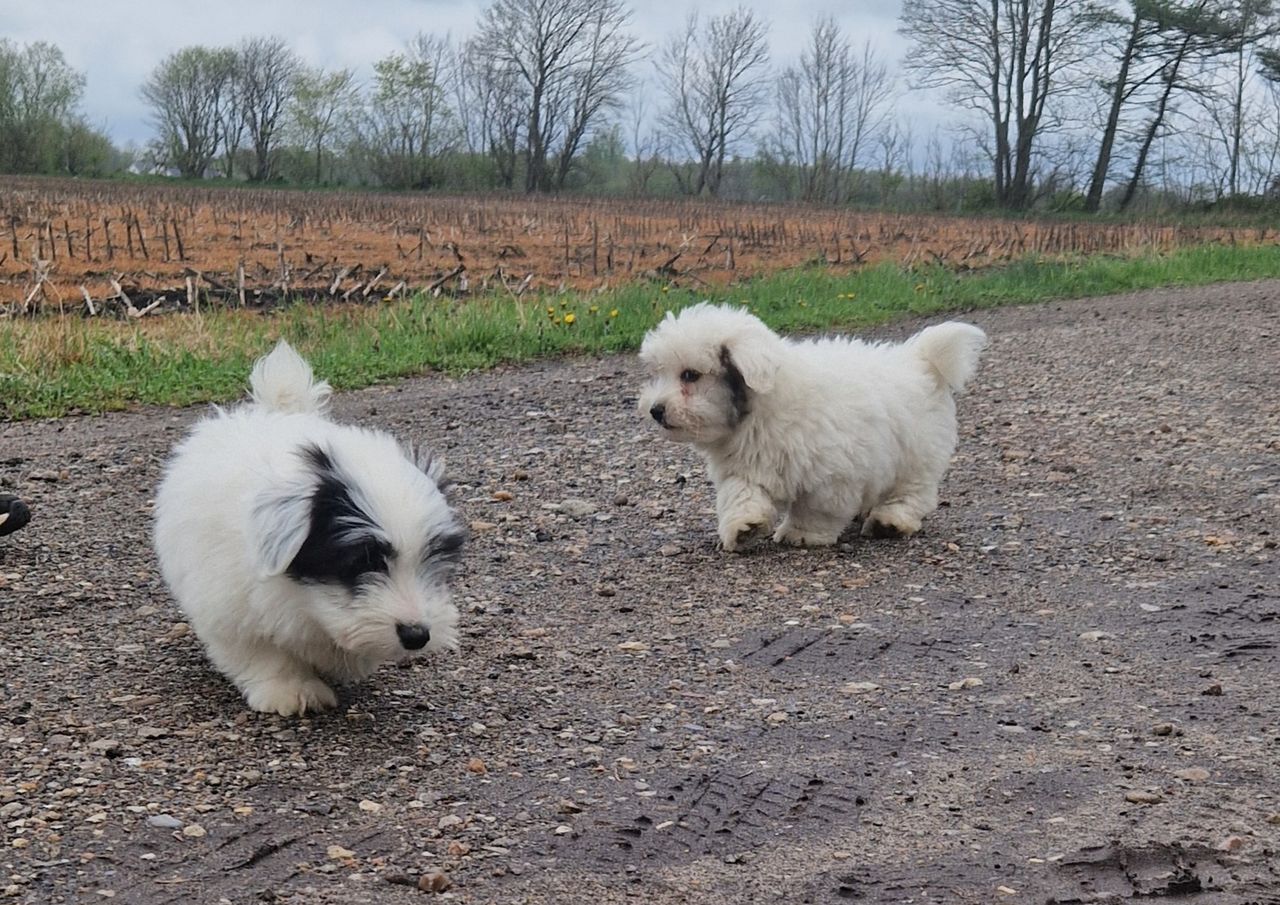 Coton de Tulear - Bomuldshund