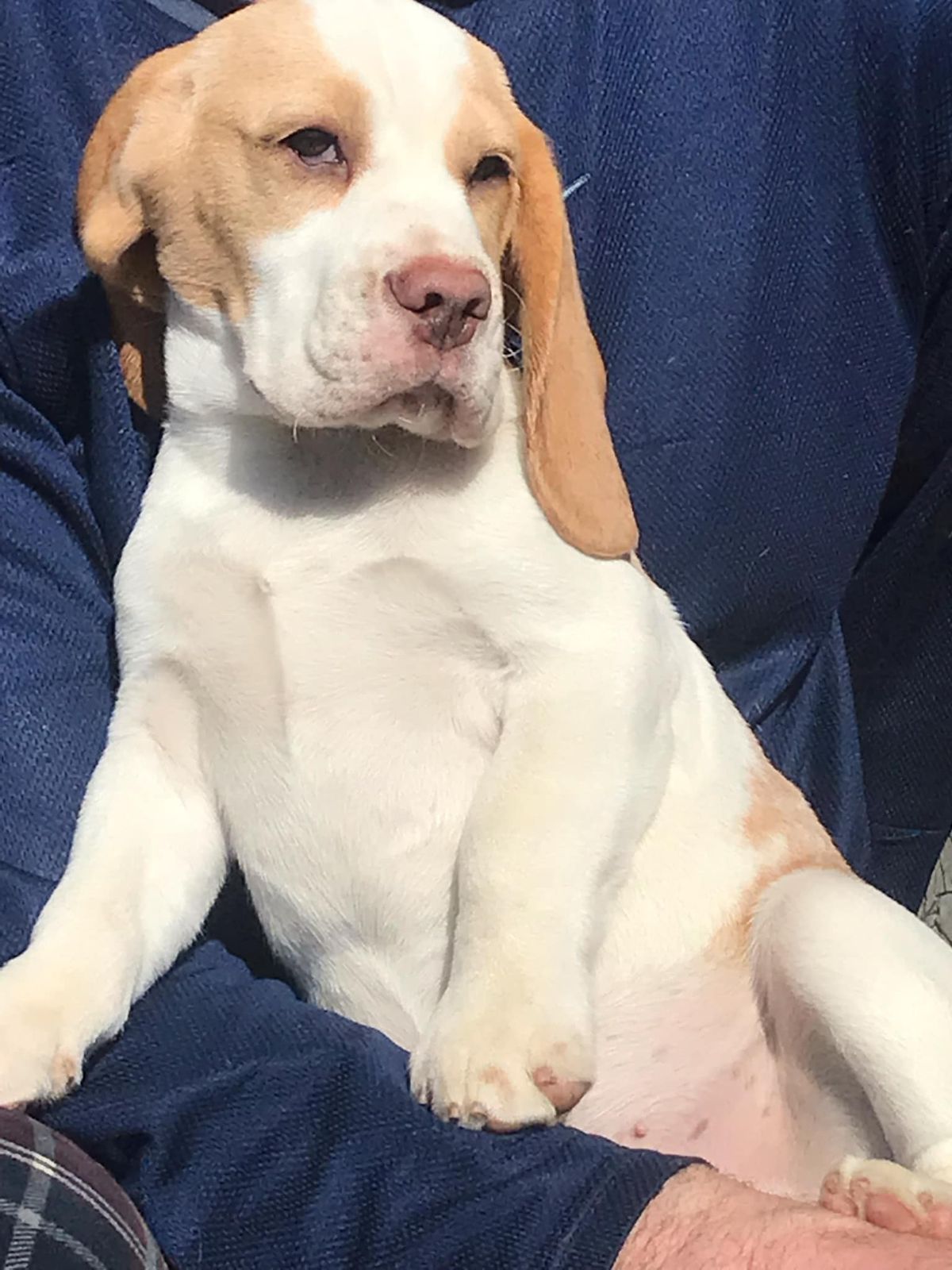 Beagle