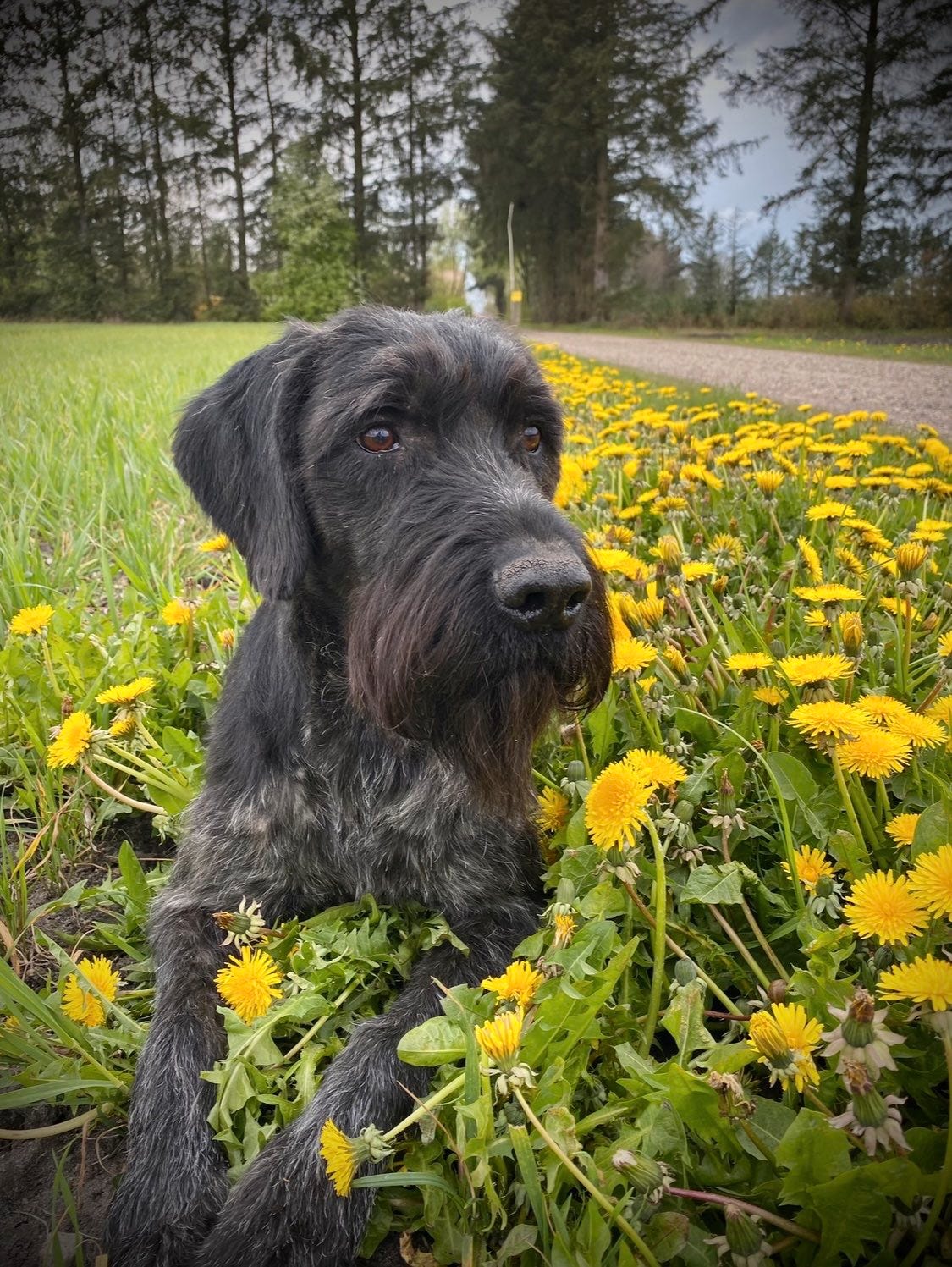 Hønsehund